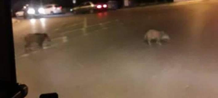 Θεσσαλονίκη: Αγριογούρουνα κάνουν… βόλτα στο Πανόραμα (εικόνες)